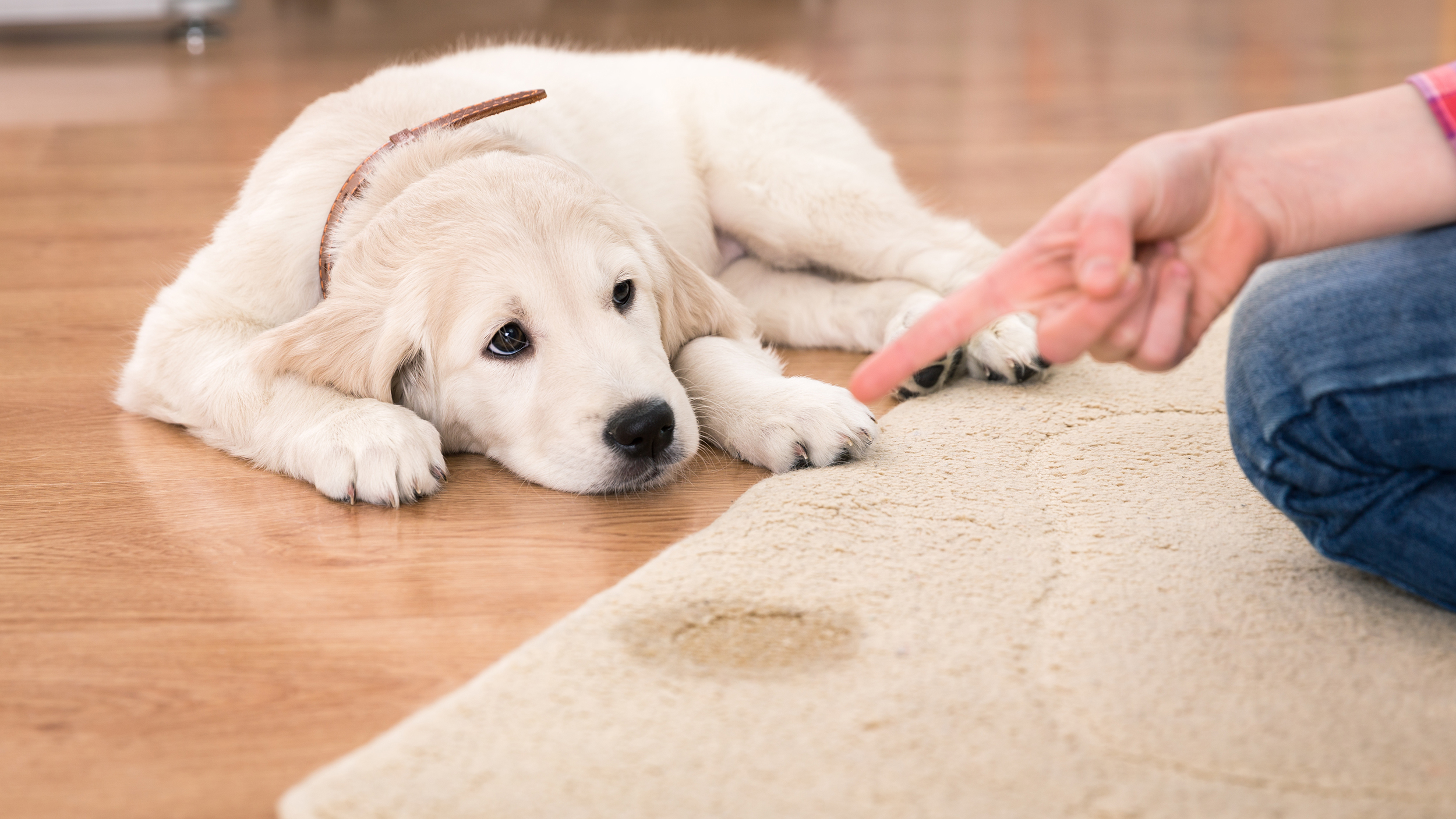 Dog Urine From Carpet